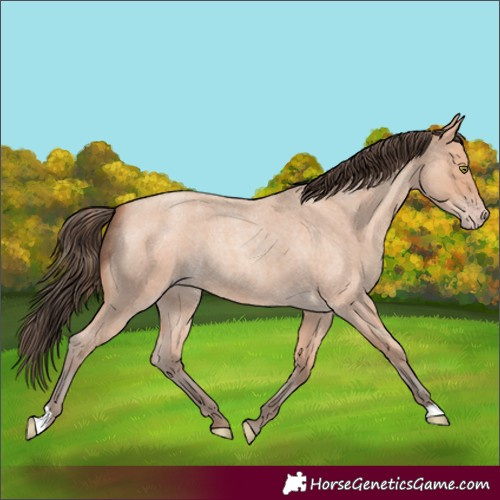 Horse Color:Amber Champagne Roan 