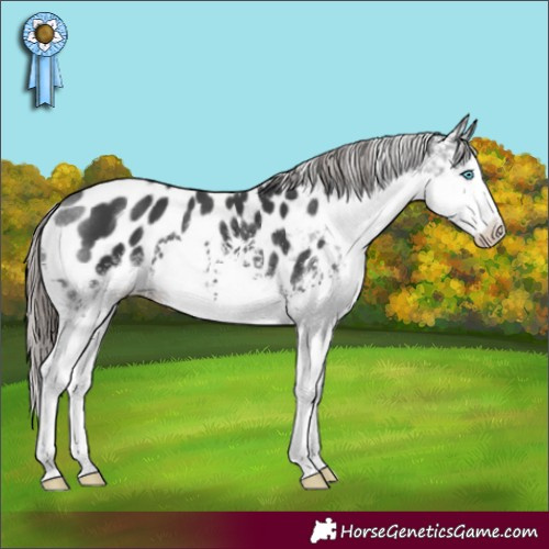 Horse Color:White Spotted Black Splash Appaloosa 