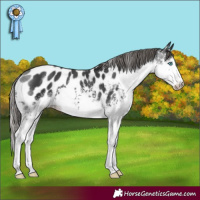 Horse Color:White Spotted Black Splash Appaloosa