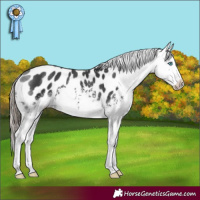 Horse Color:White Spotted Black Splash Appaloosa