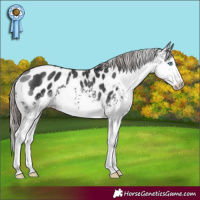 Horse Color:White Spotted Black Splash Appaloosa 