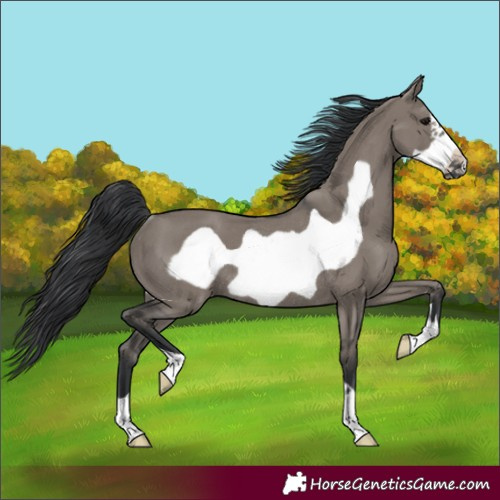 Horse Color:Grullo Frame Rabicano 