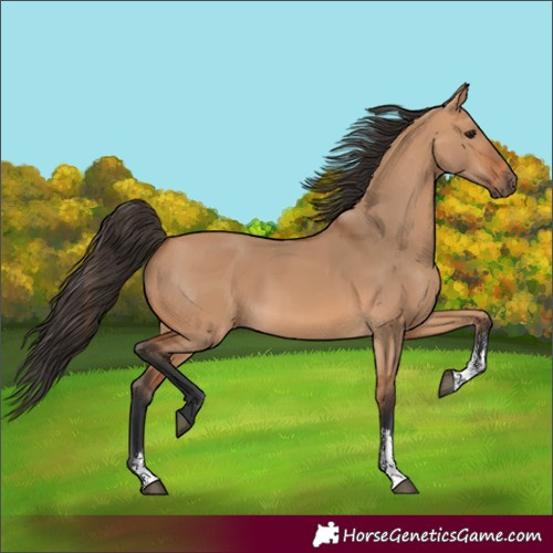 Horse Color:Bay Dun Sabino 