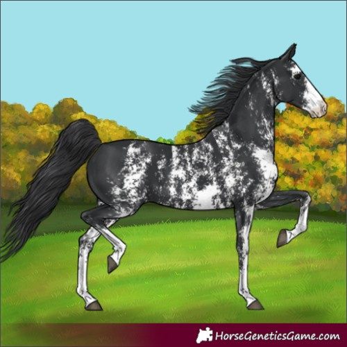 Horse Color:Black Sabino 