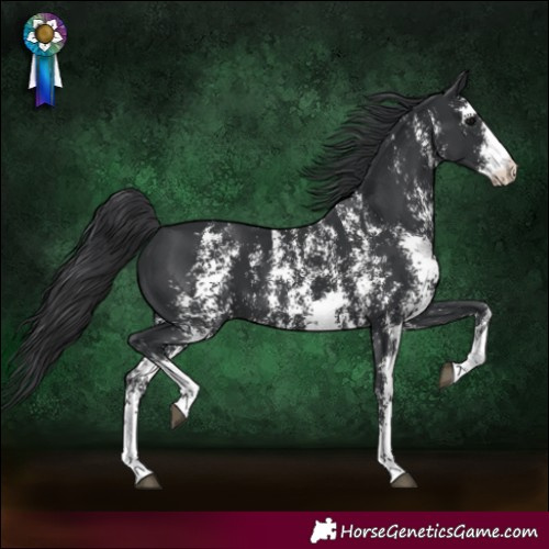 Horse Color:Black Sabino 