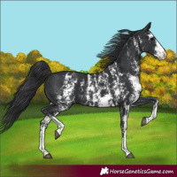 Horse Color:Black Sabino 