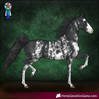 Horse Color:Black Sabino 