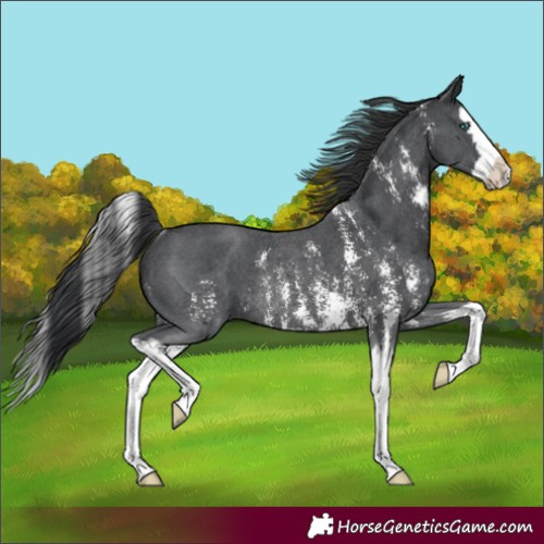 Horse Color:Black Sabino Splash Rabicano 