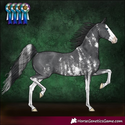 Horse Color:Black Sabino Splash Rabicano 