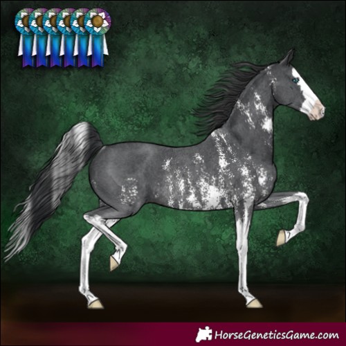 Horse Color:Black Sabino Splash Rabicano 