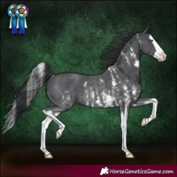 Horse Color:Black Sabino Splash Rabicano 