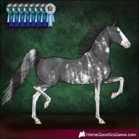 Horse Color:Black Sabino Splash Rabicano 