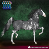 Horse Color:Black Sabino Splash Rabicano 