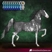 Horse Color:Black Sabino Splash Rabicano 