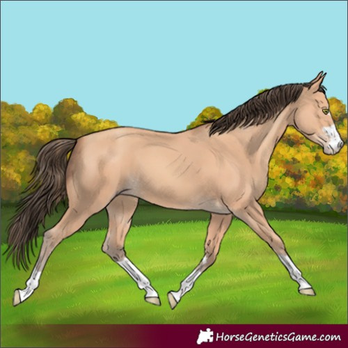 Horse Color:Unknown 