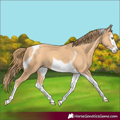 Horse Color:Gold Champagne Splash Tobiano 