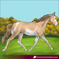 Horse Color:Gold Champagne Splash Tobiano 