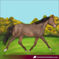Horse Color:Amber Champagne 
