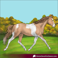Horse Color:Gold Champagne Splash Tobiano 