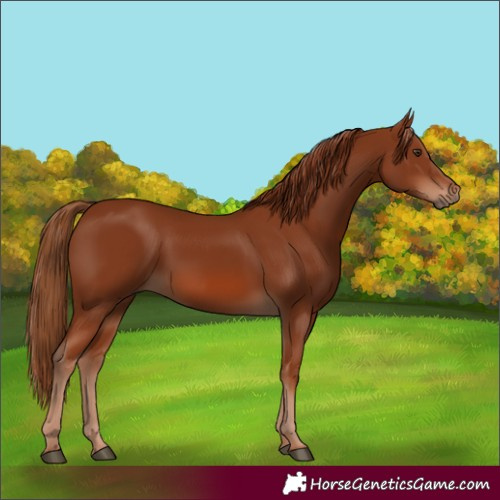 Horse Color:Chestnut 