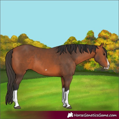 Horse Color:Bay Splash Frame 