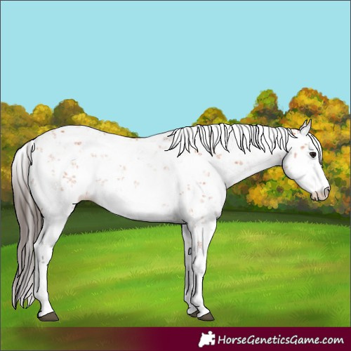 Horse Color:Bay Sabino 