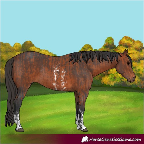 Horse Color:Bay Sabino Rabicano and Bay Sabino Rabicano