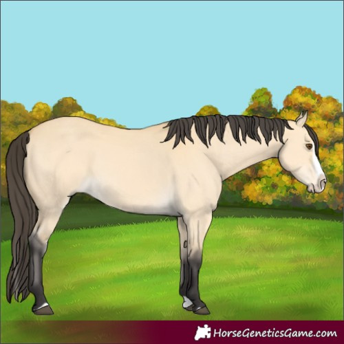 Horse Color:Buckskin Dun Splash 