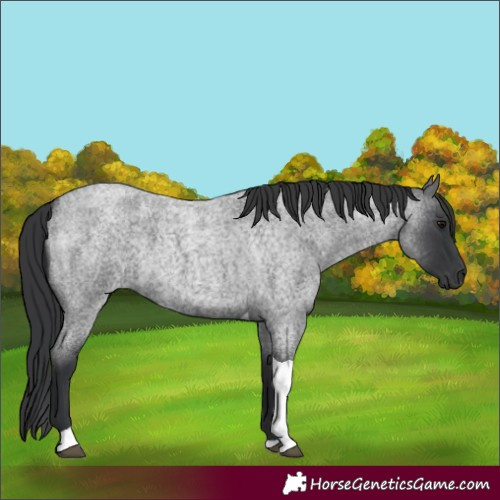 Horse Color:Blue Roan Tobiano 