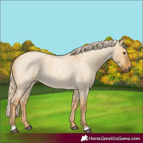 Horse Color:Palomino Roan Dun