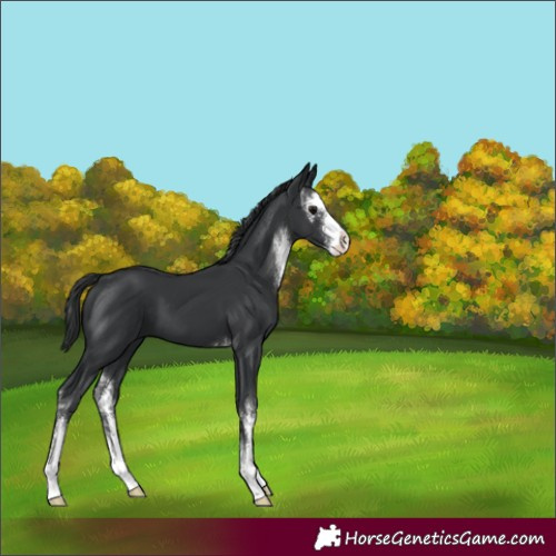 Horse Color:Black Sabino 