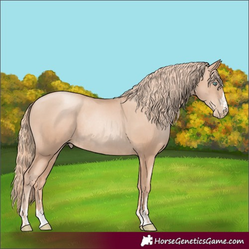 Horse Color:Gold Champagne Pearl Rabicano and Gold Champagne Pearl Rabicano