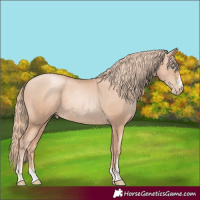 Horse Color:Gold Champagne Pearl Rabicano and Gold Champagne Pearl Rabicano