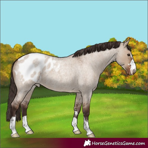 Horse Color:Liver Red Dun Roan Appaloosa 