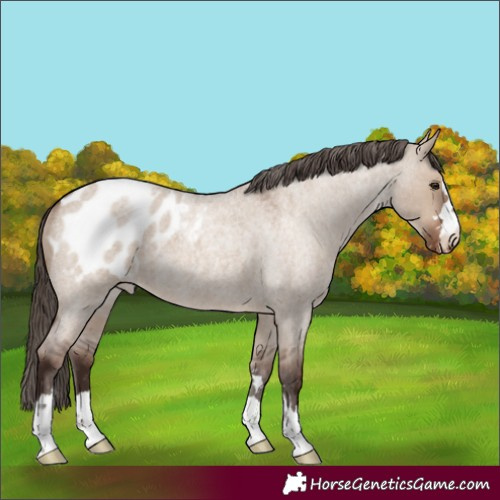 Horse Color:Liver Red Dun Roan Blanket 