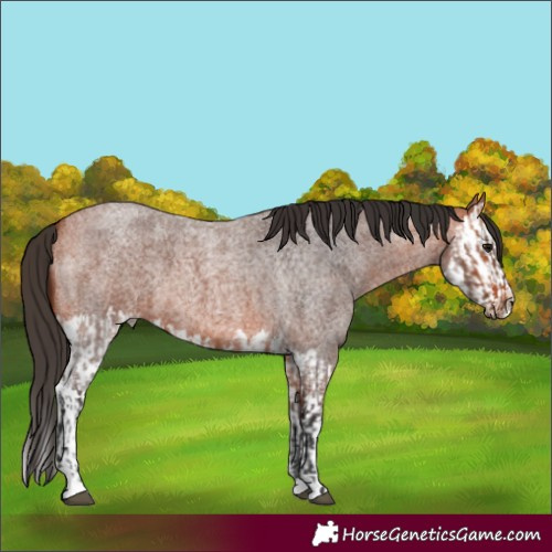 Horse Color:Bay Roan  and Bay Roan Splash 
