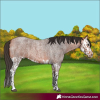Horse Color:Bay Roan and Bay Roan Splash