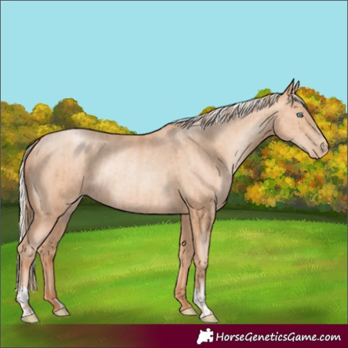 Horse Color:Gold Champagne Pearl Rabicano and Silver Sable Champagne Pearl Rabicano