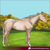 Horse Color:Gold Champagne Pearl Rabicano and Silver Sable Champagne Pearl Rabicano