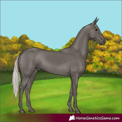 Horse Color:Silver Black 