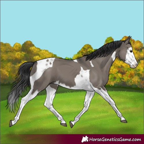 Horse Color:Grullo Splash Tobiano 