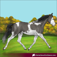 Horse Color:Grullo Splash Tobiano 