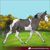 Horse Color:Grullo Splash Tobiano 