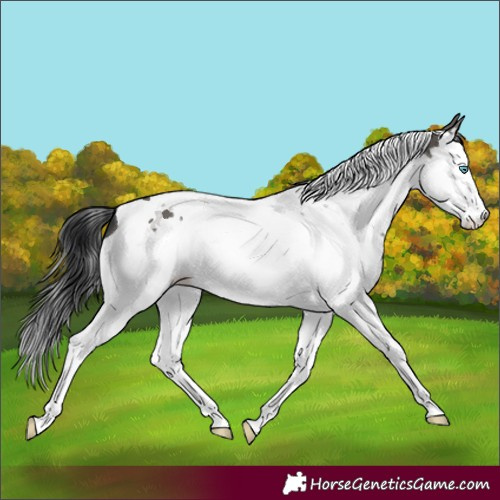 Horse Color:Grullo Splash Tobiano 