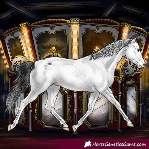 Horse Color:Grullo Splash Tobiano
