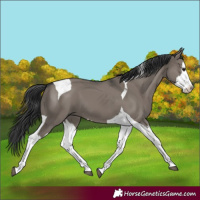 Horse Color:Grullo Splash Tobiano