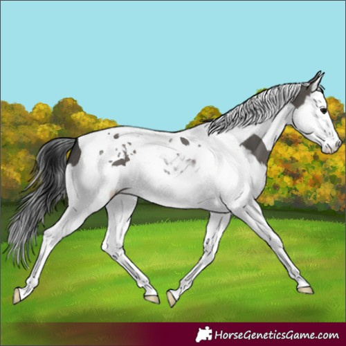 Horse Color:Grullo Splash Tobiano 