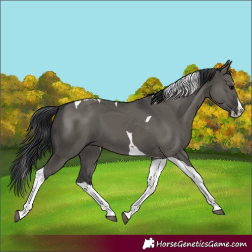 Horse Color:Grullo Splash Tobiano