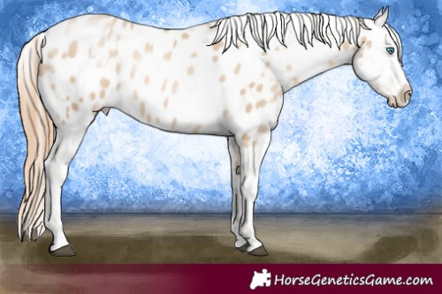 Horse Color:White Spotted Smoky Black Snowdrop Sabino Appaloosa 