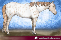Horse Color:White Spotted Smoky Black Pearl Sabino Appaloosa 